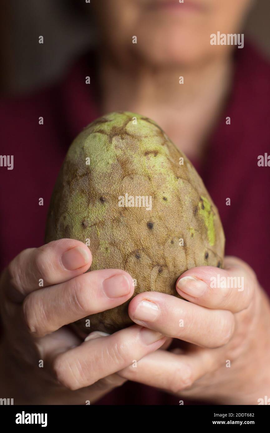 An older woman raises her arms with a whole custard apple. Tropical fruit beneficial for the elderly. Stock Photo