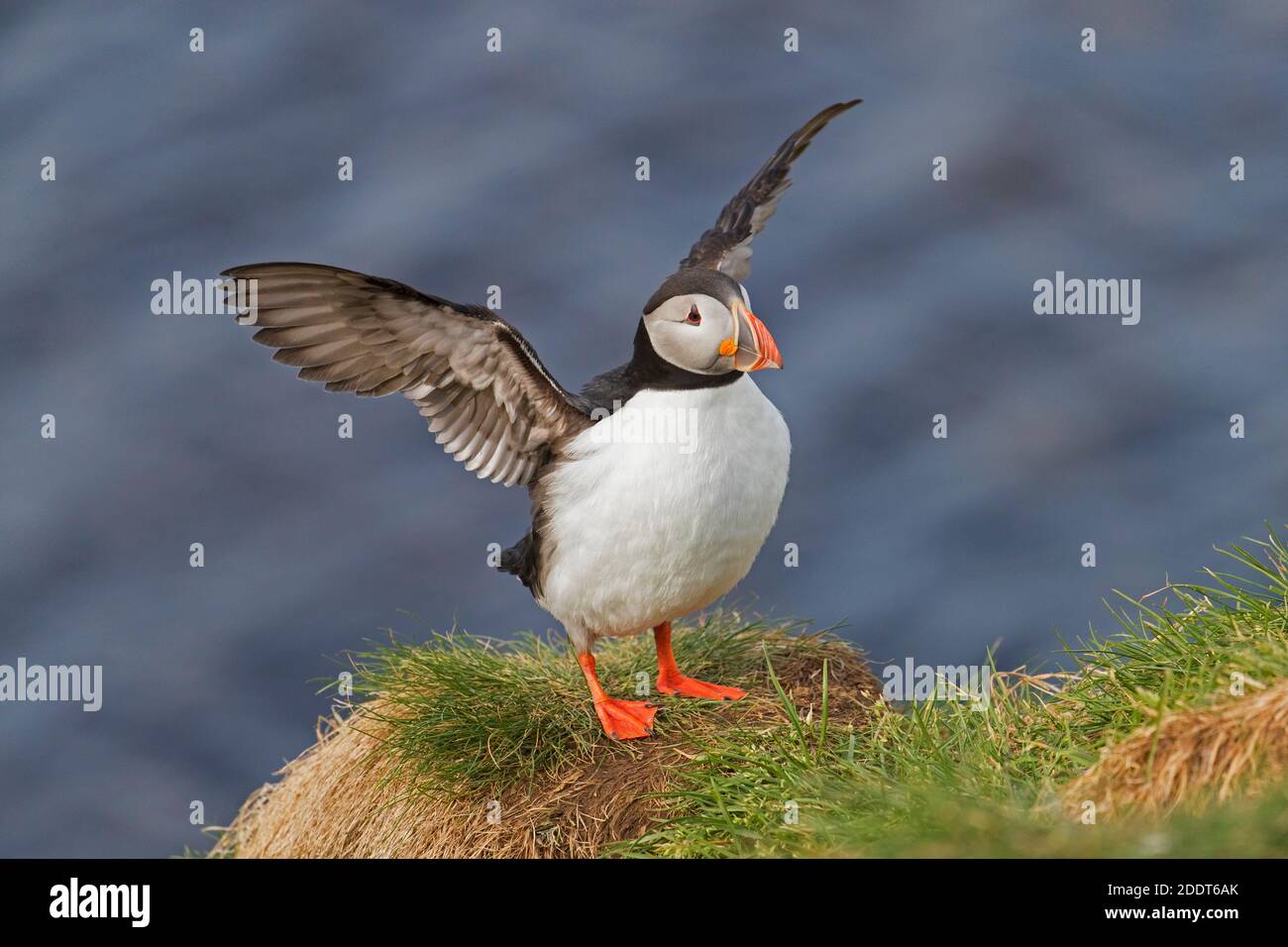 Atlantic puffin (Fratercula arctica) flapping wings in the breeding season in summer Stock Photo