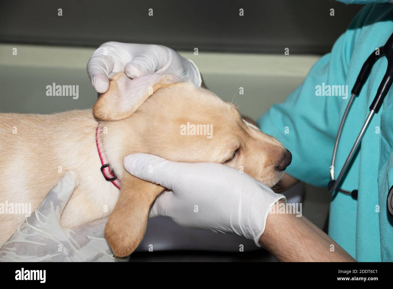 A Veterinarian examins a Labrador puppy's ears during a medical checkup Stock Photo