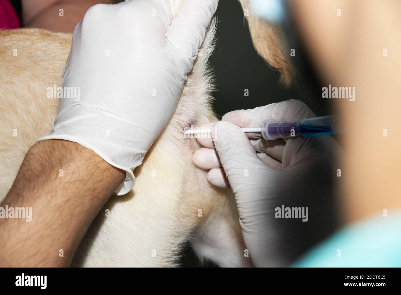 A Veterinarian inserts a rectal swab into a Labrador puppy's rectum to check for the presence of Parvovirus Stock Photo