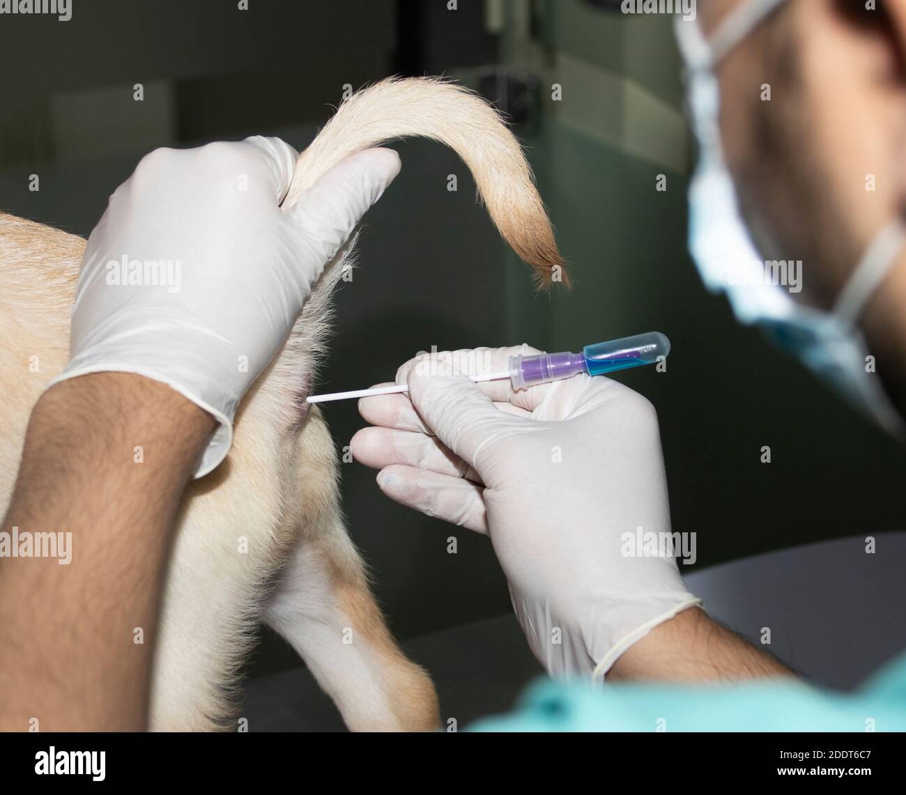 A Veterinarian inserts a rectal swab into a Labrador puppy's rectum to check for the presence of Parvovirus Stock Photo