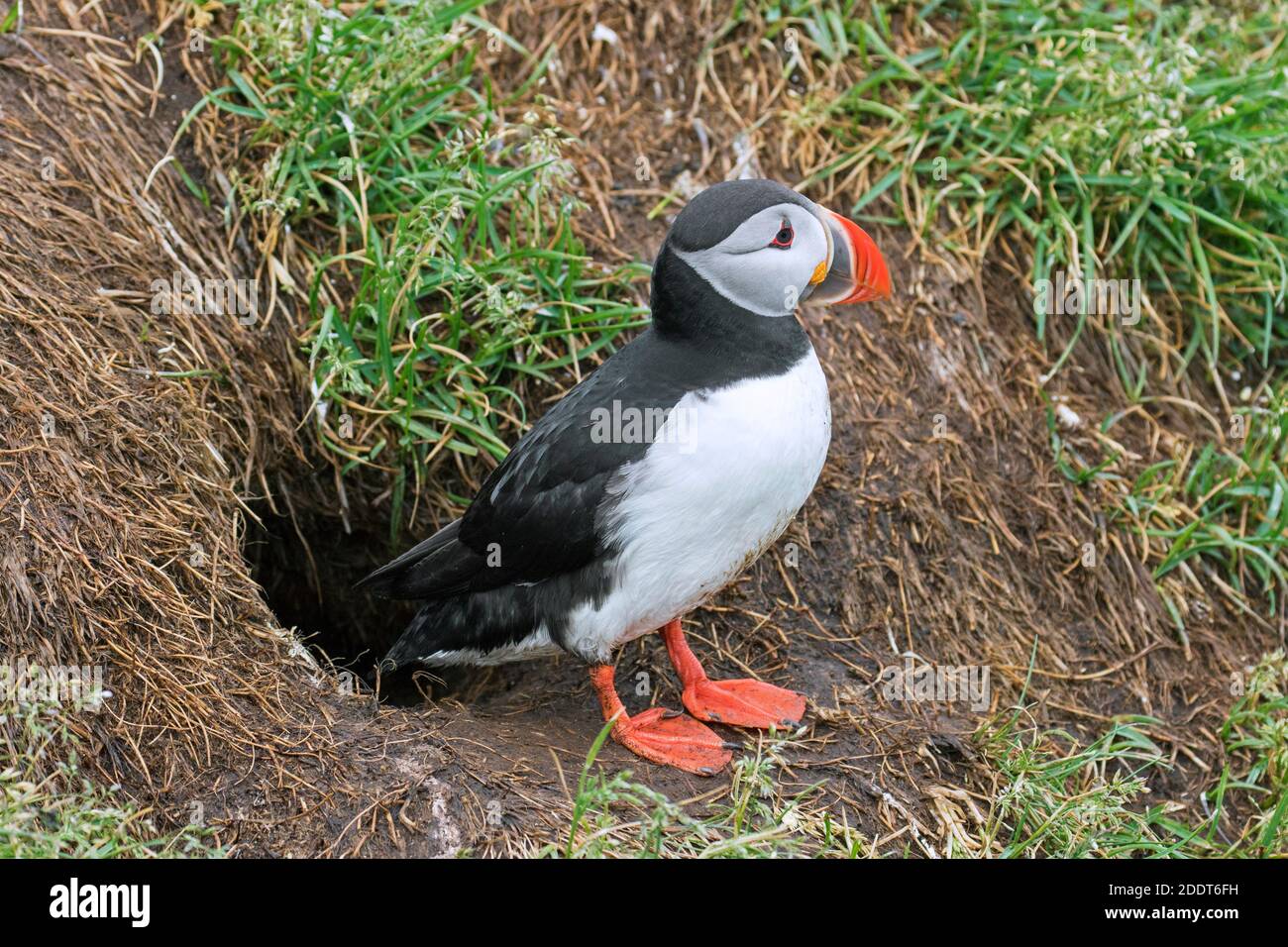 Atlantic puffin (Fratercula arctica) at burrow entrance of old rabbit hole on sea cliff top in seabird colony in summer Stock Photo