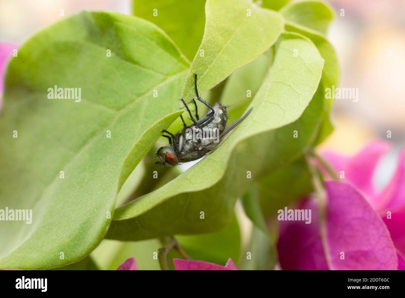 Large flying insect hi-res stock photography and images - Alamy