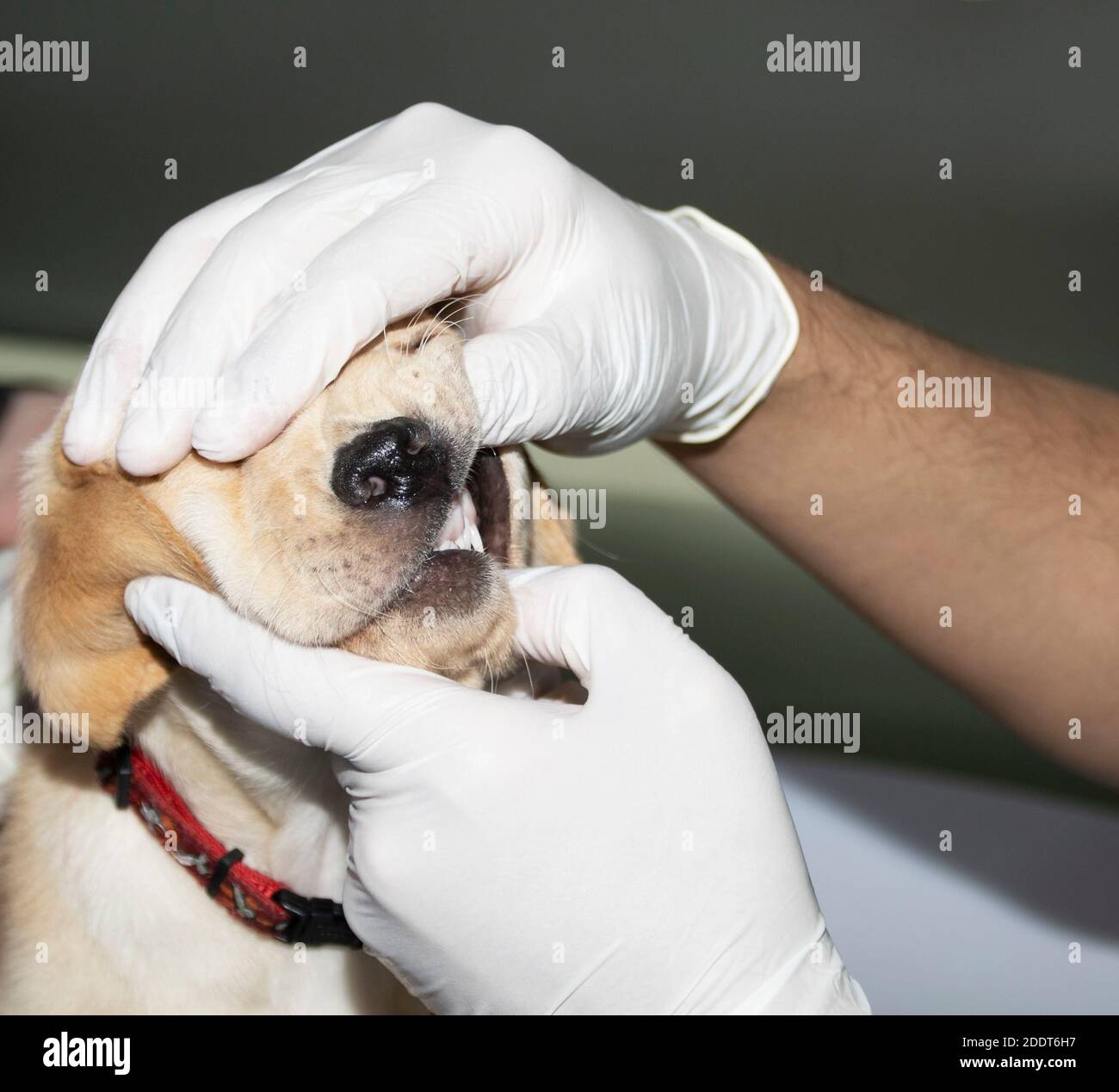 A Veterinarian examins a Labrador puppy's teeth during a medical checkup Stock Photo