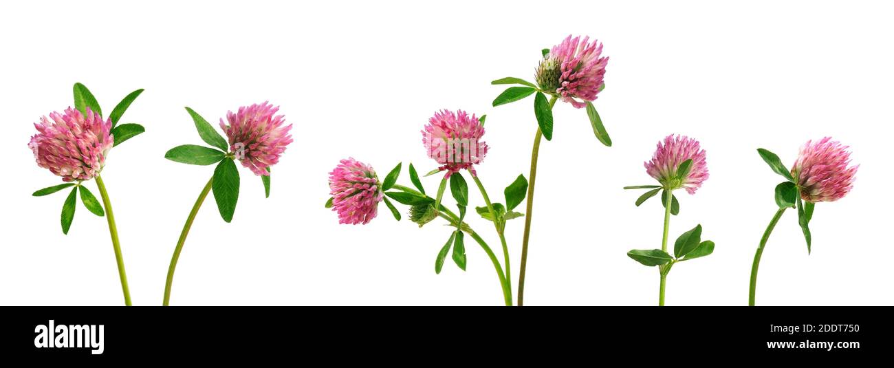 Analogie Mountain Meadows Bloomer Set - Bud Pink main image 1