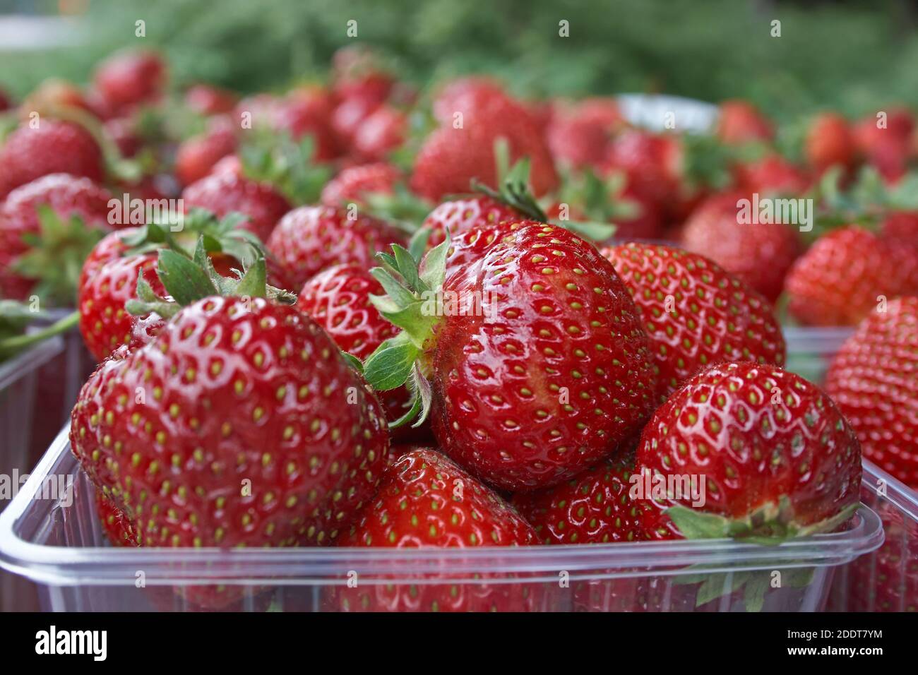 Swedish Strawberries in summer Stock Photo