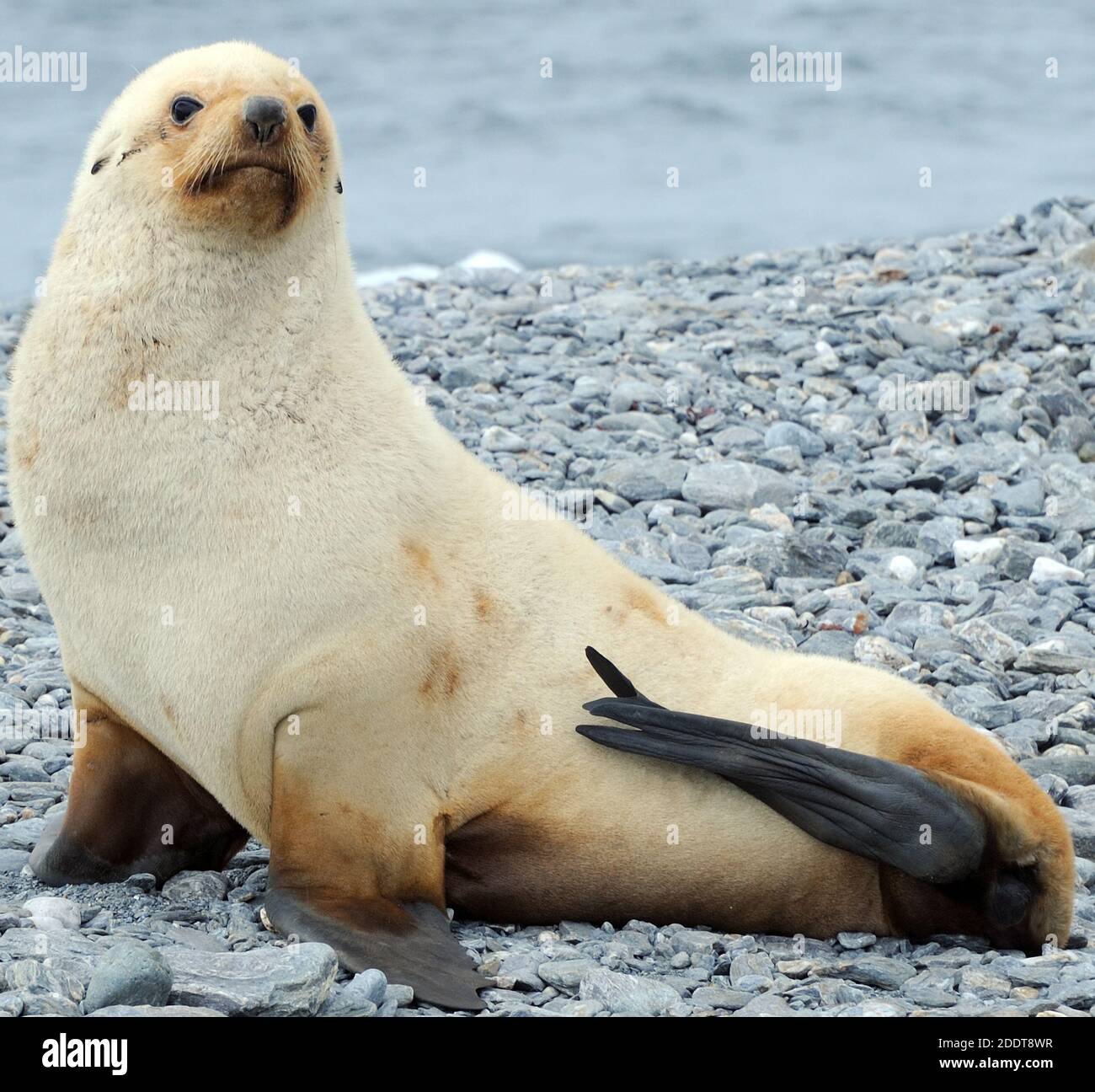 Page 2 Coronation Island High Resolution Stock Photography And Images Alamy