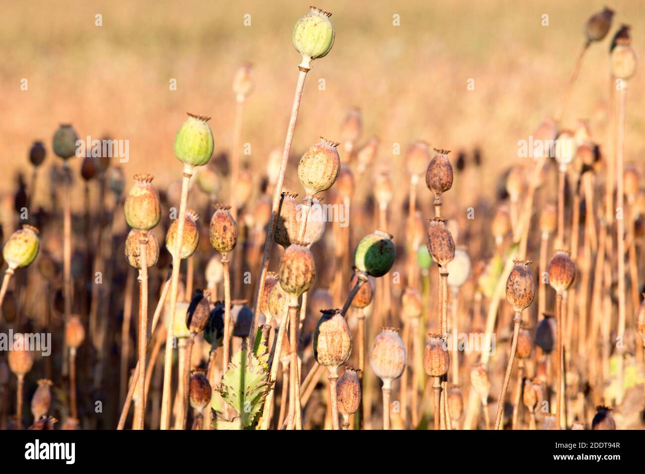 South Bohemia - Field of seedheads of poppies. Stock Photo