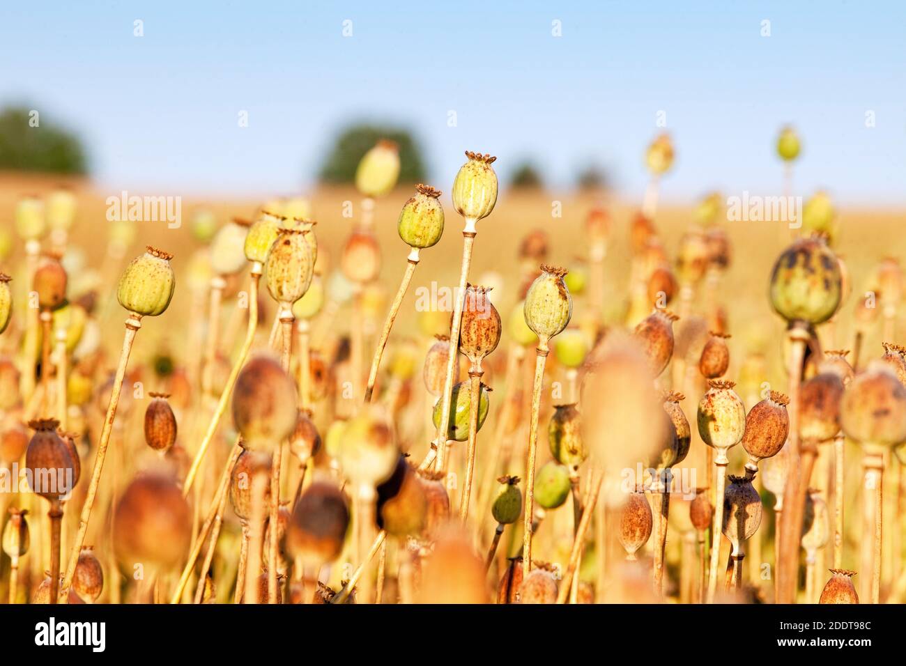 South Bohemia - Field of seedheads of poppies. Stock Photo