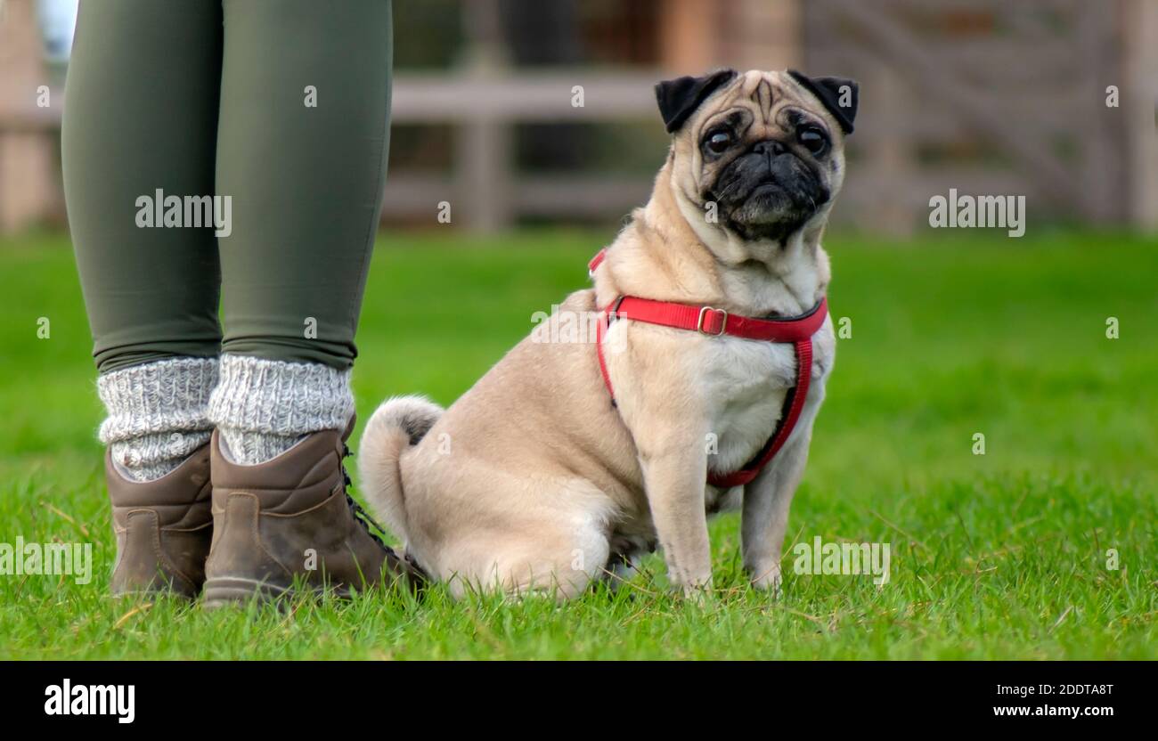 person with a obedient pug in a harness at her side looking into the camera ideal poster background for dog walkers and trainers  needing copy space Stock Photo