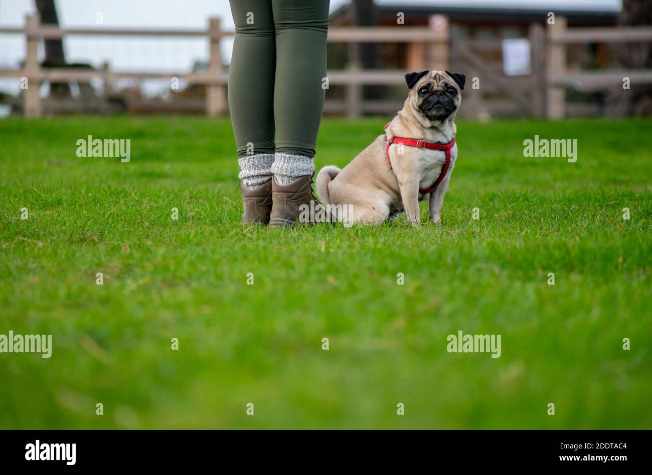 unidentified person with a obedient pug in a harness at her side looking into the camera ideal for dog walkers and trainers  needing copy space Stock Photo