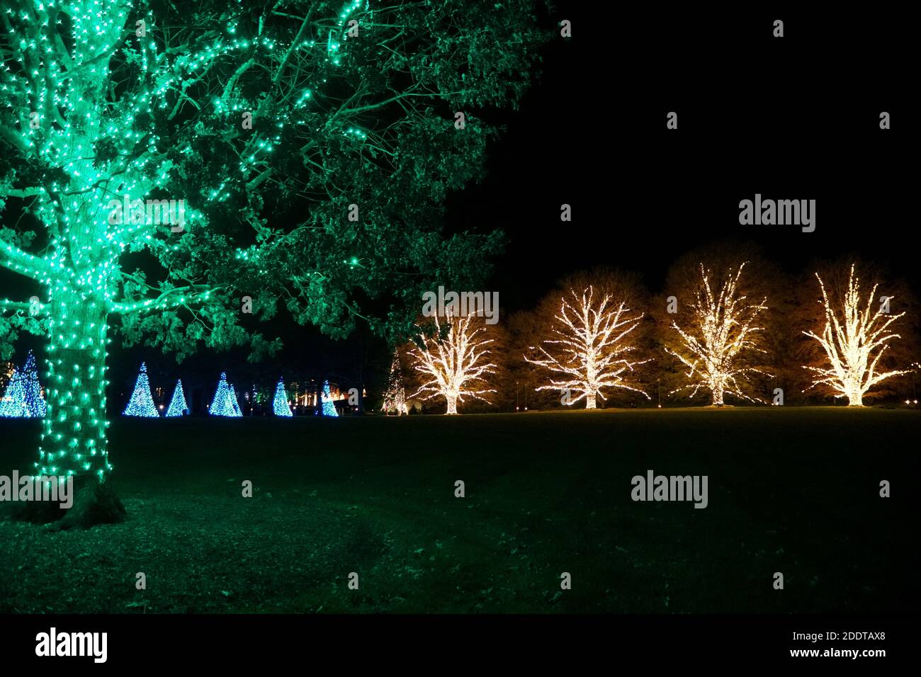 Beautiful trees with branches decorated in green and yellow string