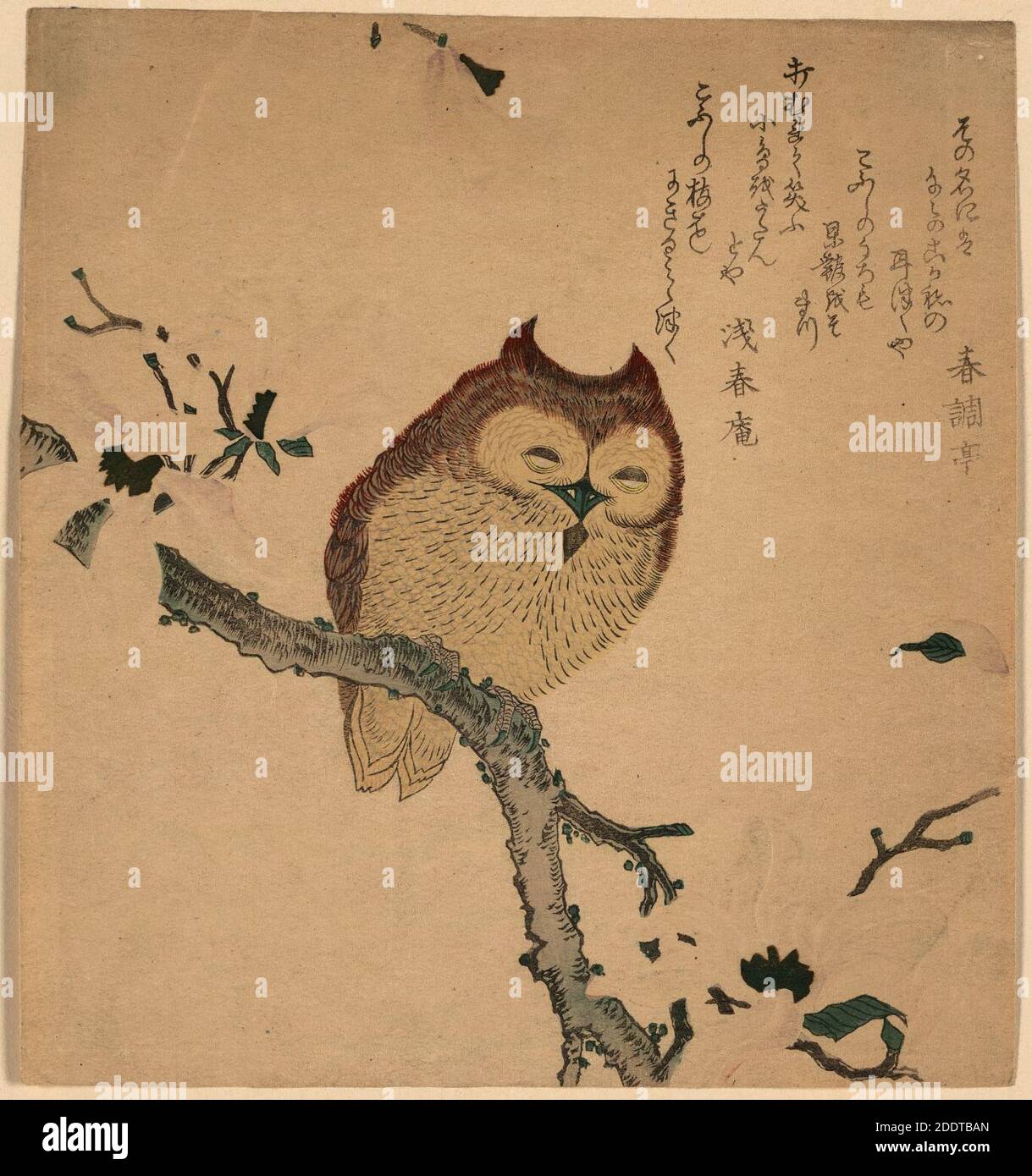 Mimizuku hi-res stock photography and images - Alamy