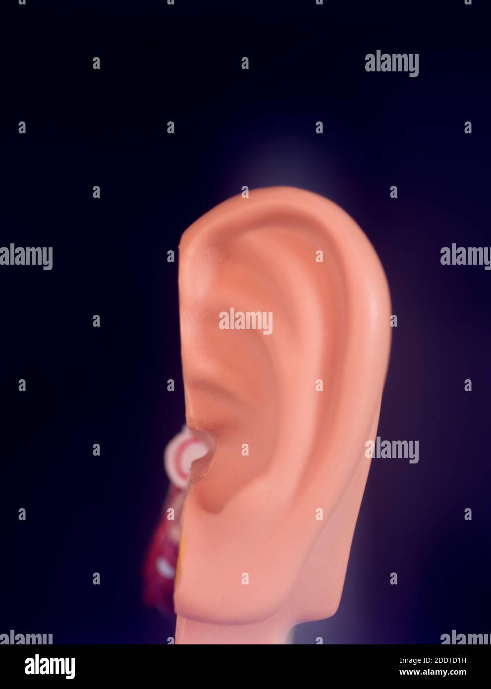 Hearing ear medical teaching model. Stock Photo