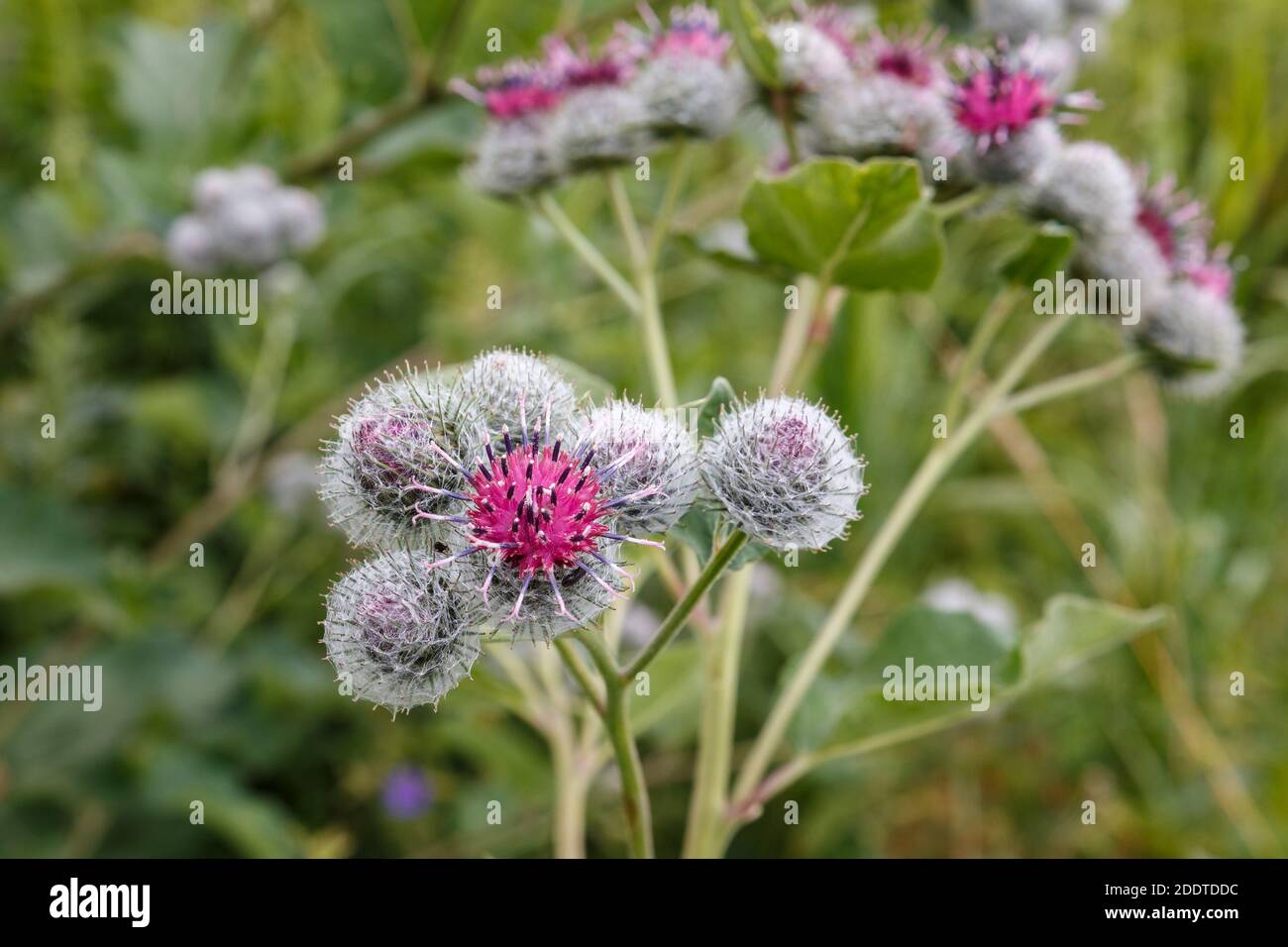 Arctium lappa, greater burdock. Blooming medicinal plant burdock. Burdock flower. Stock Photo