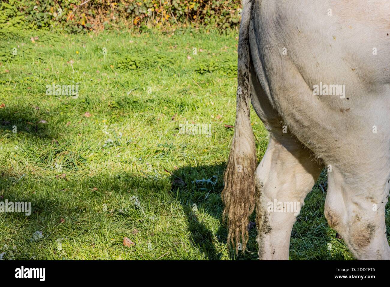 Side closeup of the buttocks and dirty tail of a white grayish dairy cow, sunny day in the Dutch countryside with green grass in South Limburg, the Ne Stock Photo