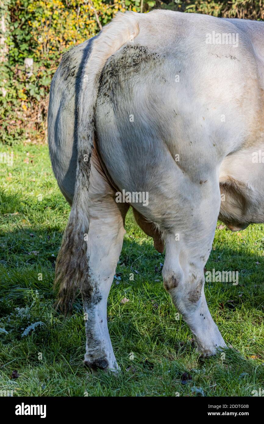 Close-up of the buttocks, dirty tail and part of the back of a white grayish dairy cow, sunny day in the Dutch countryside with green grass in South L Stock Photo