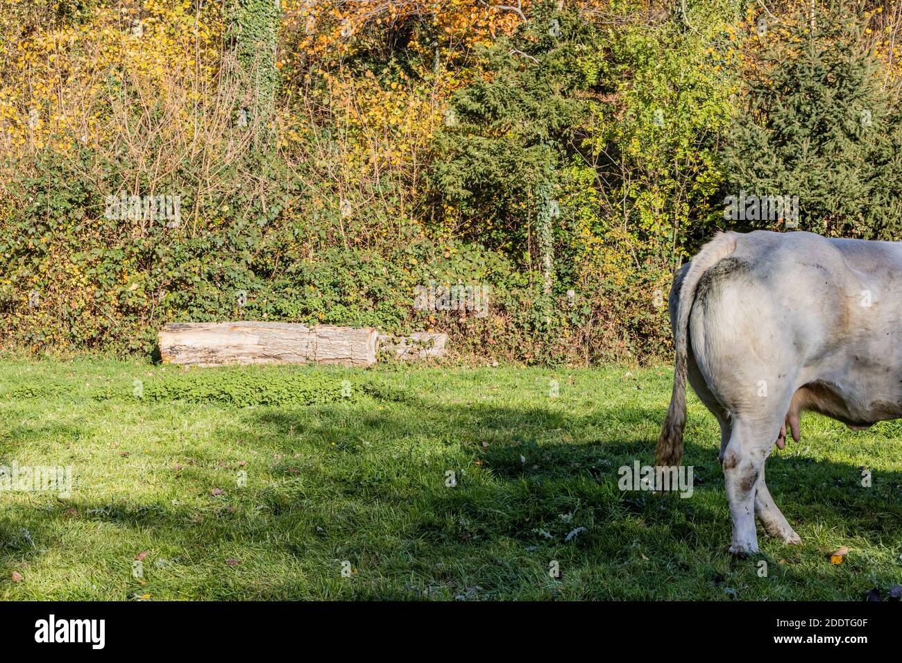 Agricultural farm with green grass with the buttocks, dirty tail and part of the back of a white grayish dairy cow, sunny day in the Dutch countryside Stock Photo