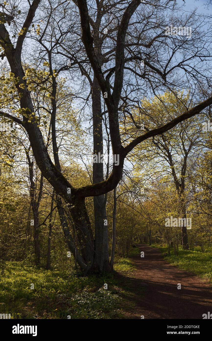 Tree and trail in the nature park, spring time Stock Photo - Alamy