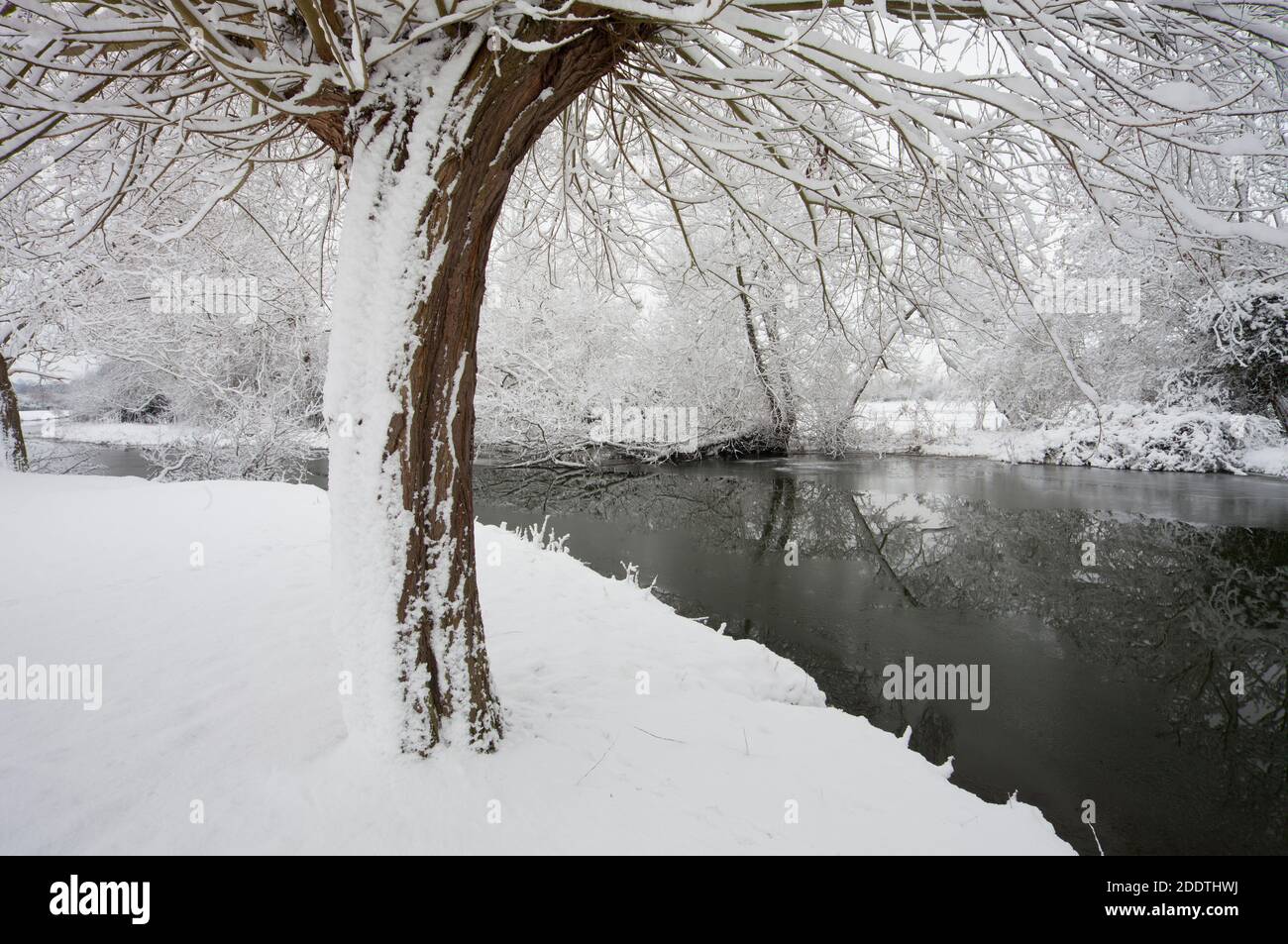 Snow covered willows on the banks of the River Stour at Flatford in Suffolk Stock Photo