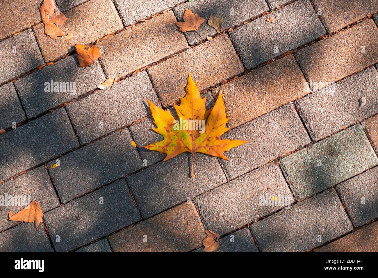 yellow autumn dry maple leaf on paving stones with sun shadows Stock ...