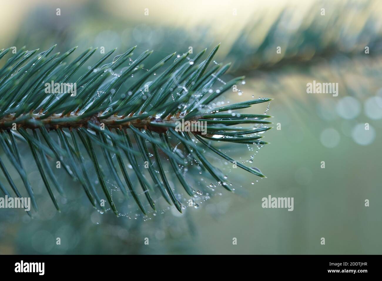 Ein Tannenzweig mit Morgentautropfen und Spinnfäden Stock Photo