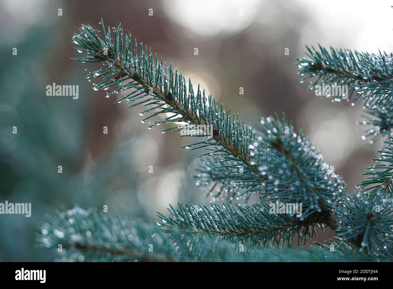 Blautannenäste im Gegenlicht mit Morgentautropfen Stock Photo