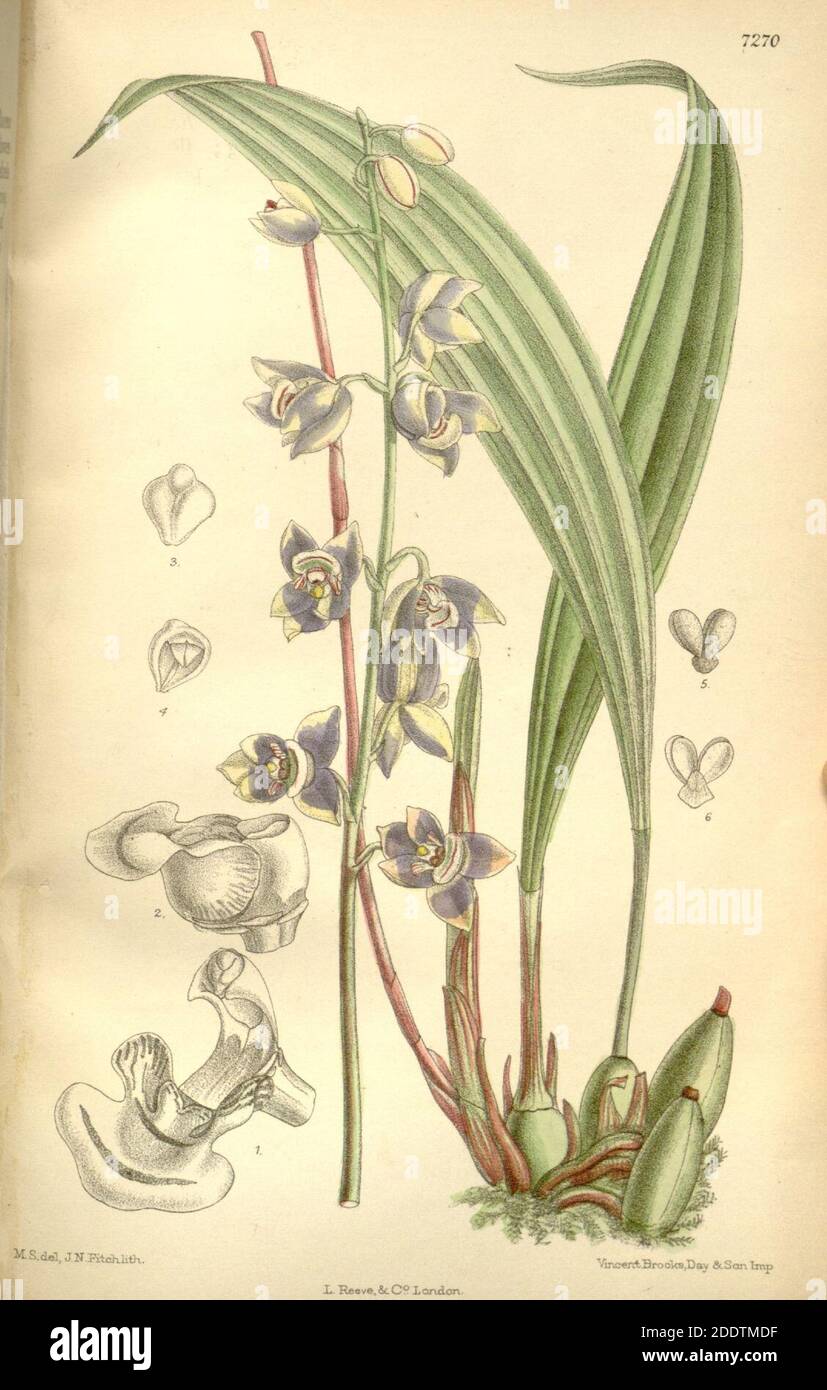 Koellensteinia ionoptera (as Aganisia ionoptera) - Curtis' 118 (Ser. 3 no. 48) pl. 7270 (1892). Stock Photo
