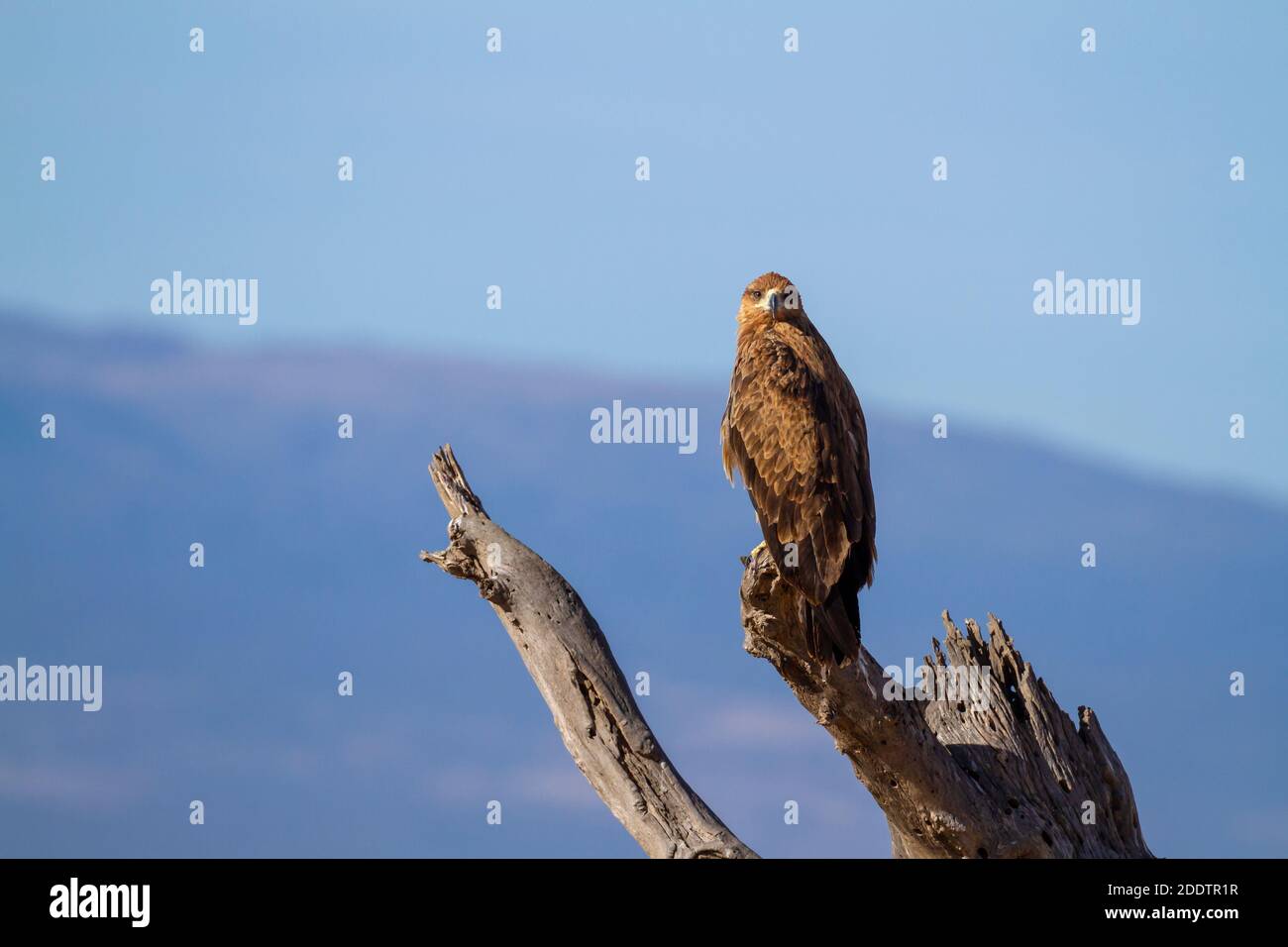 Tawny eagle, Aquila rapax, bird of prey perched on tree branch with eye facing forward. Ol Pejeta Conservancy, Kenya, Africa. Birdwatching on safari Stock Photo