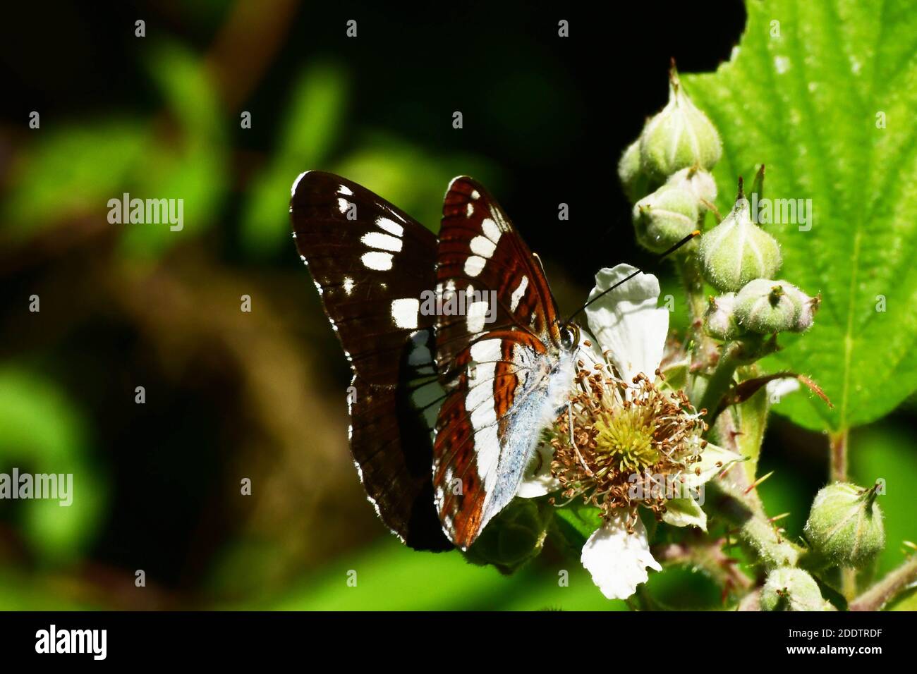 White Admiral Butterfly'Limenitis camilla',fly's in rides in broad-leaved woodlands,Wiltshire,England,UK Stock Photo
