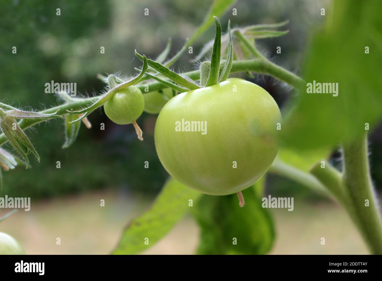 A green tomato ripening on the vine Stock Photo
