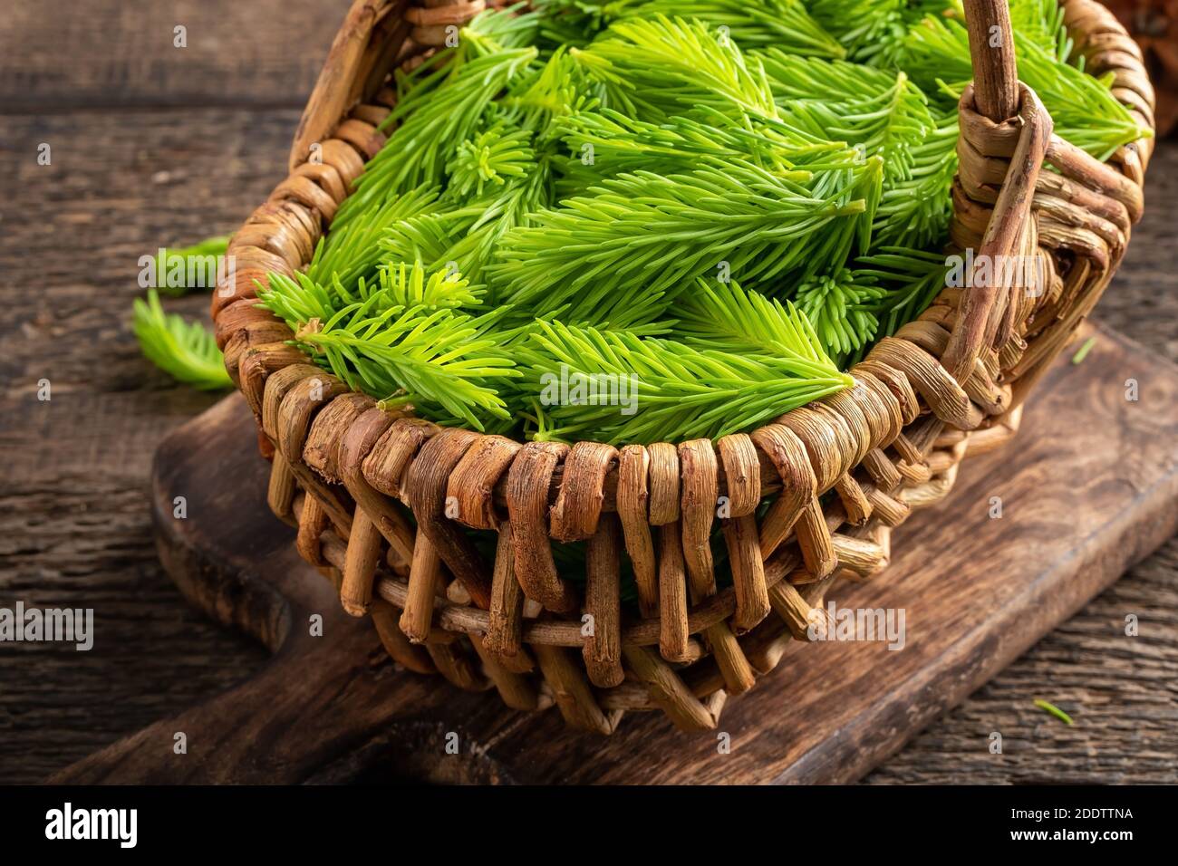 Young spruce tips in a basket, collected to prepare herbal syrup Stock Photo