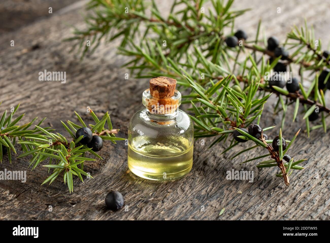 A bottle of essential oil with fresh juniper twigs on a table Stock Photo