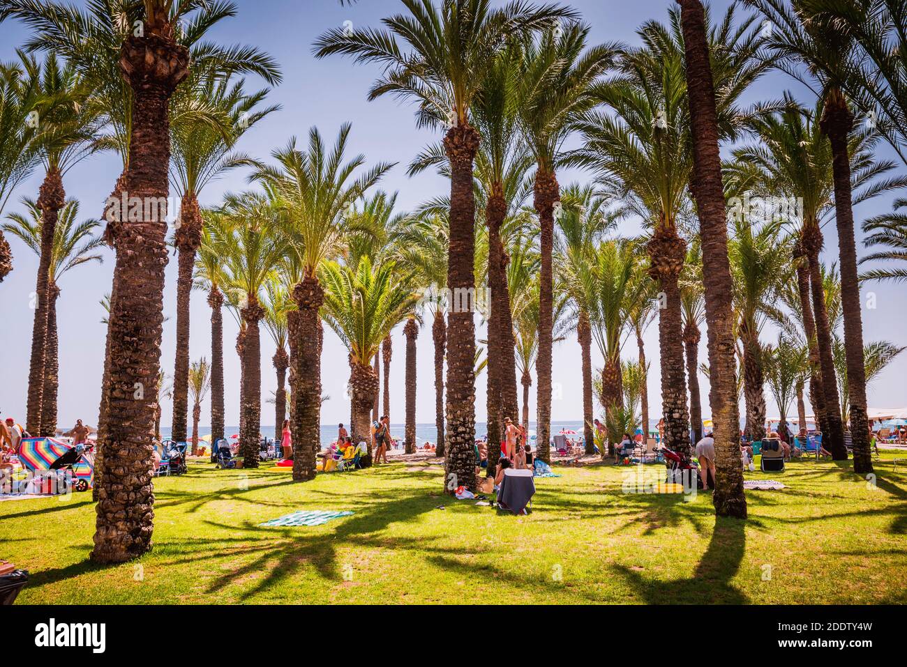Landscaped meadow with palm trees on the Paseo Maritimo de La Carihuela. La Carihuela, Torremolinos, Málaga, Costa de SOl, Andalucia, Spain, Europe Stock Photo