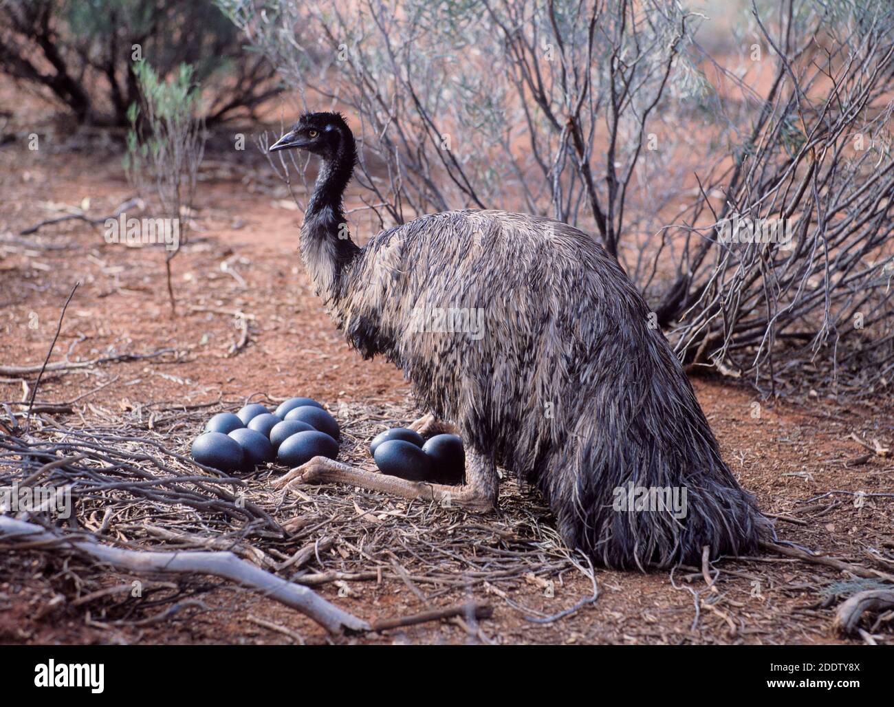 Emu nest hi-res stock photography and images - Alamy