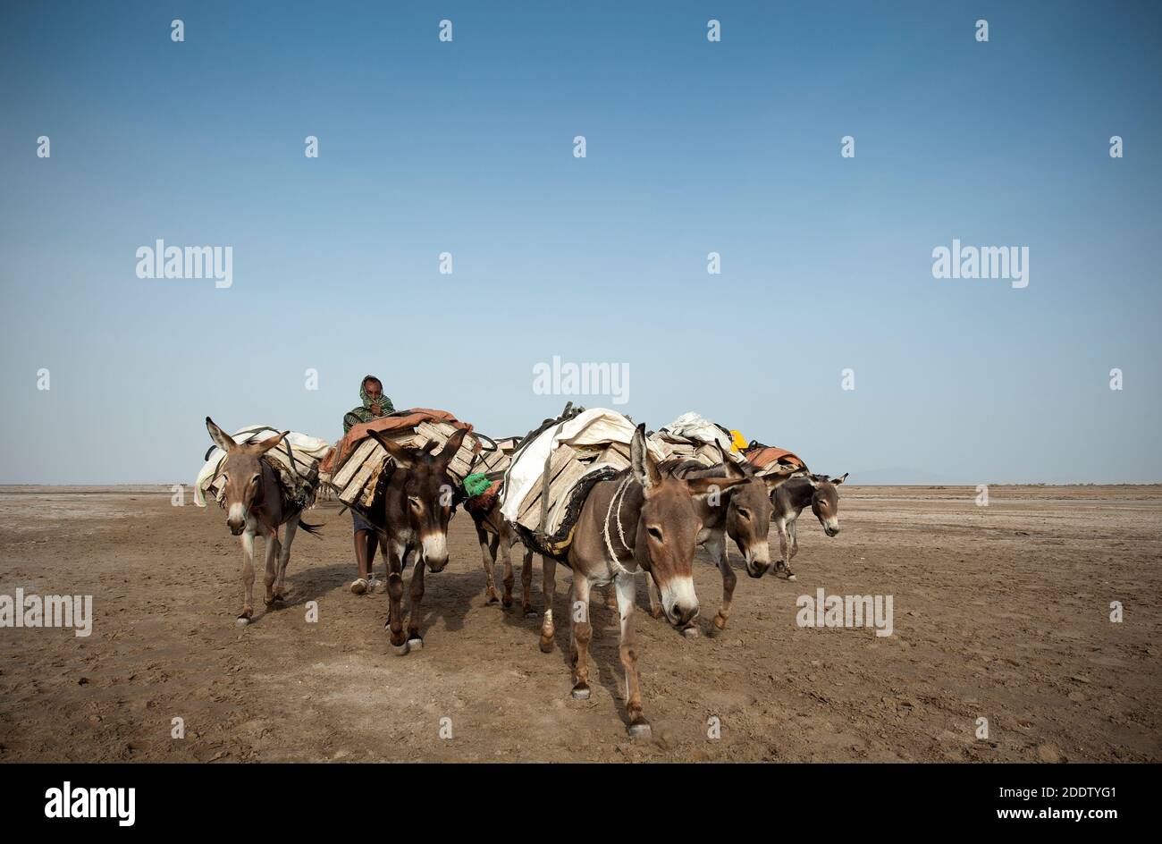 Camel and donkey trains transpiring salt blocks mined from the Danakil