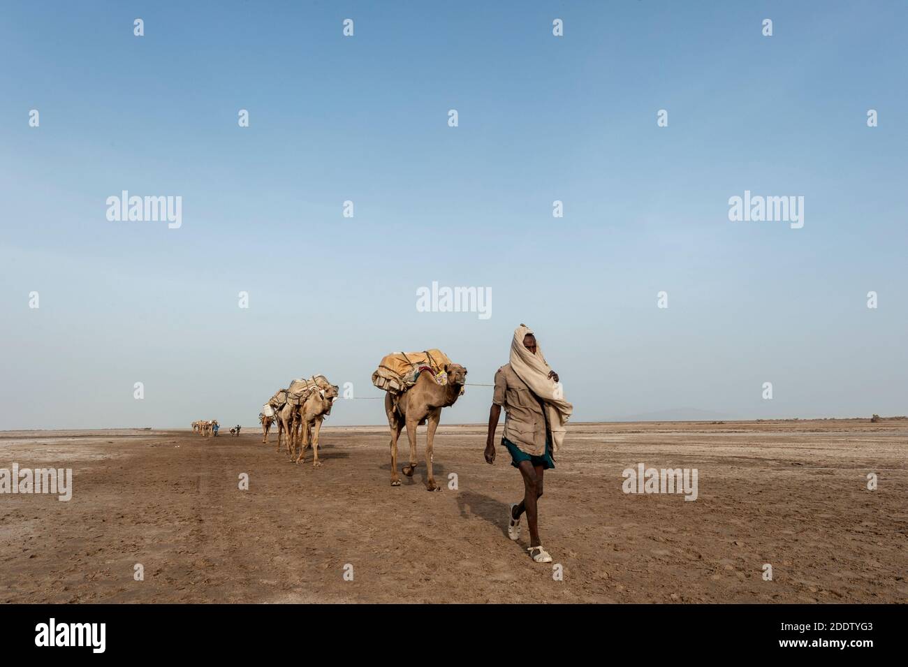 Camel and donkey trains transpiring salt blocks mined from the Danakil