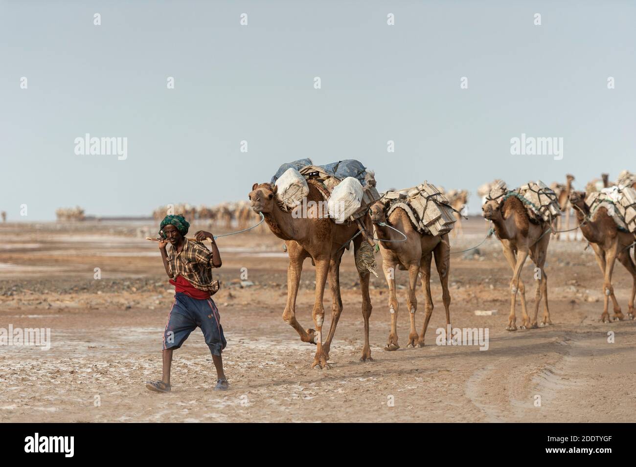 Camel and donkey trains transpiring salt blocks mined from the Danakil