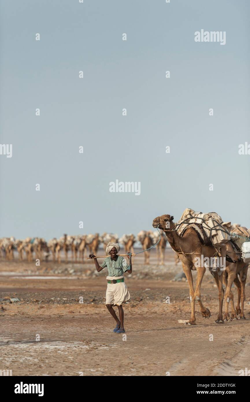 Camel and donkey trains transpiring salt blocks mined from the Danakil