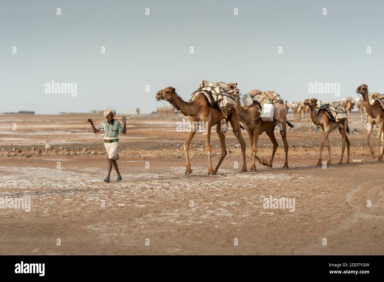 Camel and donkey trains transpiring salt blocks mined from the Danakil