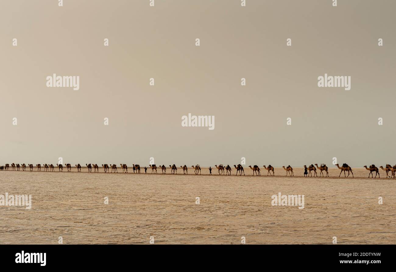 Donkeys mining hires stock photography and images Alamy