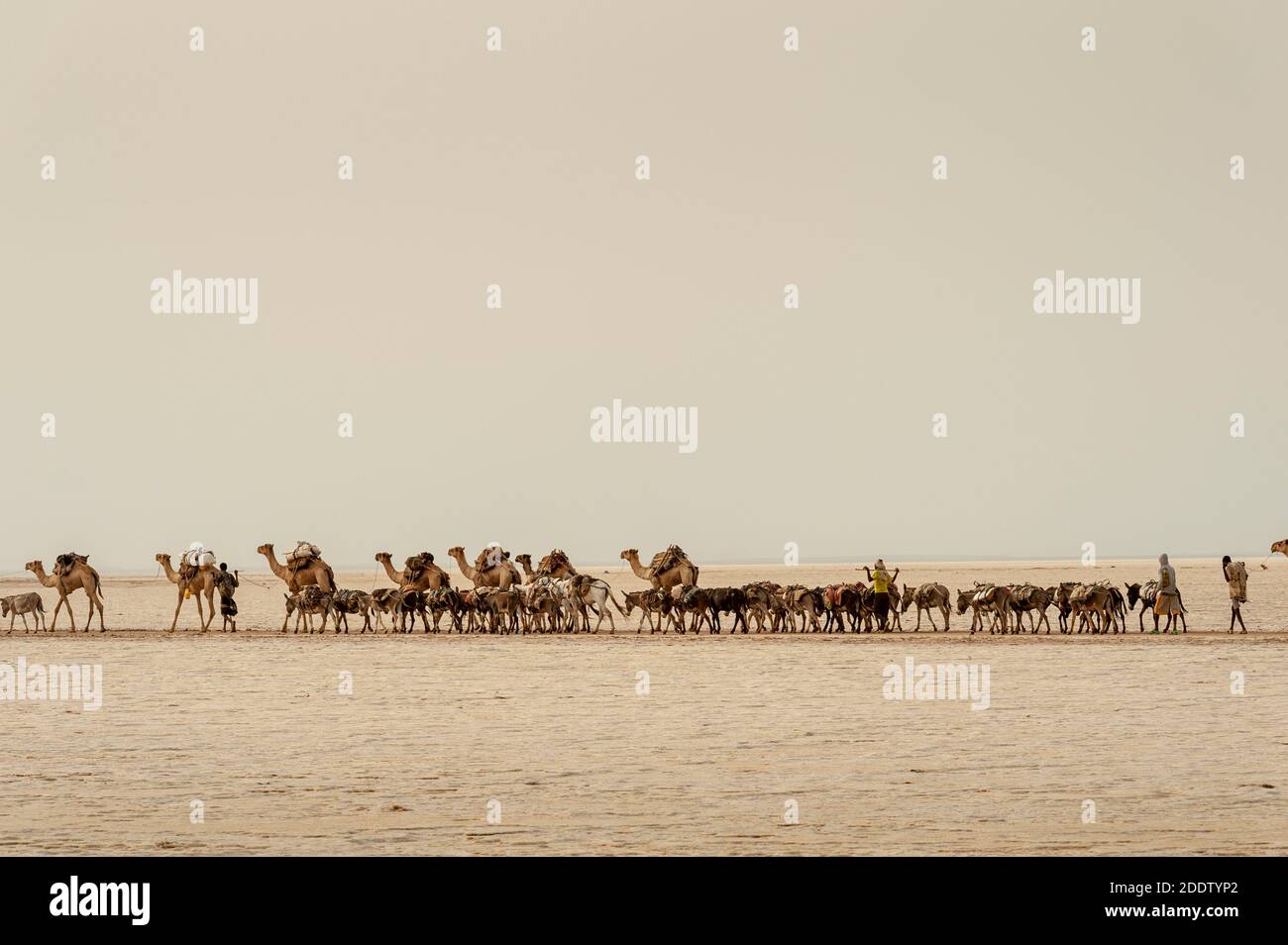 Camel and donkey trains transpiring salt blocks mined from the Danakil