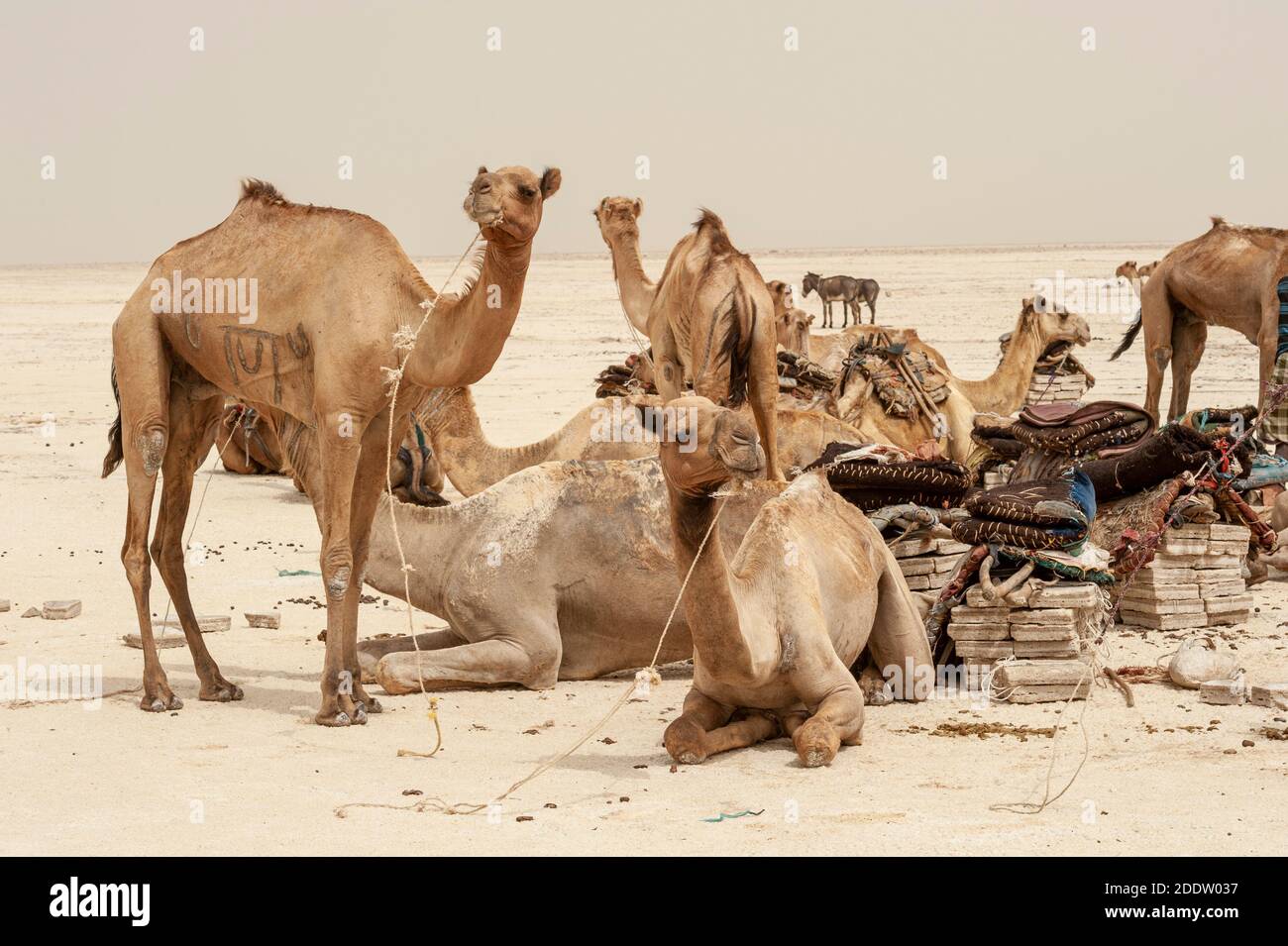 Camel and donkey trains transpiring salt blocks mined from the Danakil