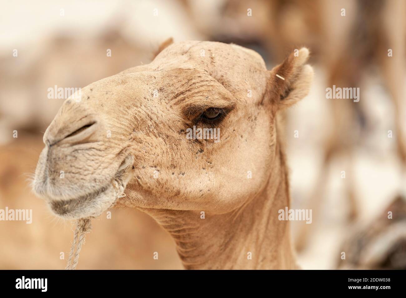 Camel and donkey trains transpiring salt blocks mined from the Danakil