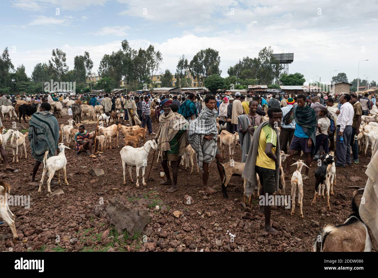 Traditional Ethiopian rural market for livestock in Tigray, Ethiopia