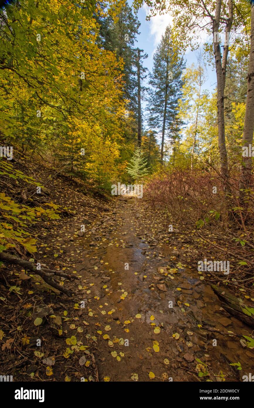 Autumn yellow red color forest hi-res stock photography and images - Alamy