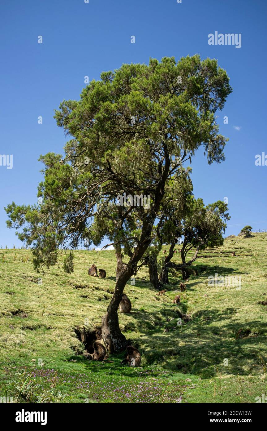 Semien or Simien mountains National Park in Amhara in the Ethiopian Highlands in Ethiopia Stock Photo