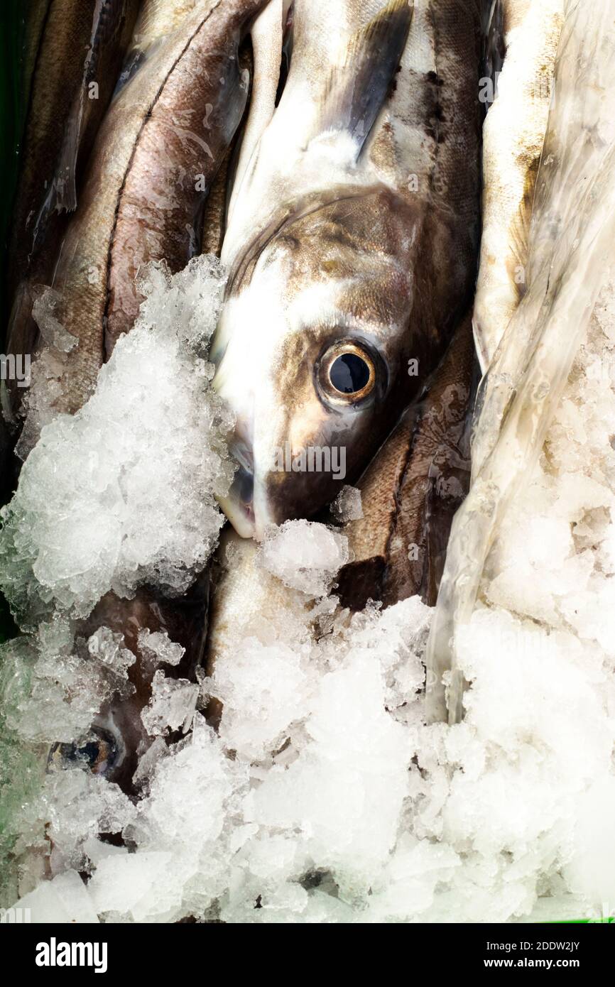 Freshly caught haddock bounty of the North Atlantic Stock Photo Alamy