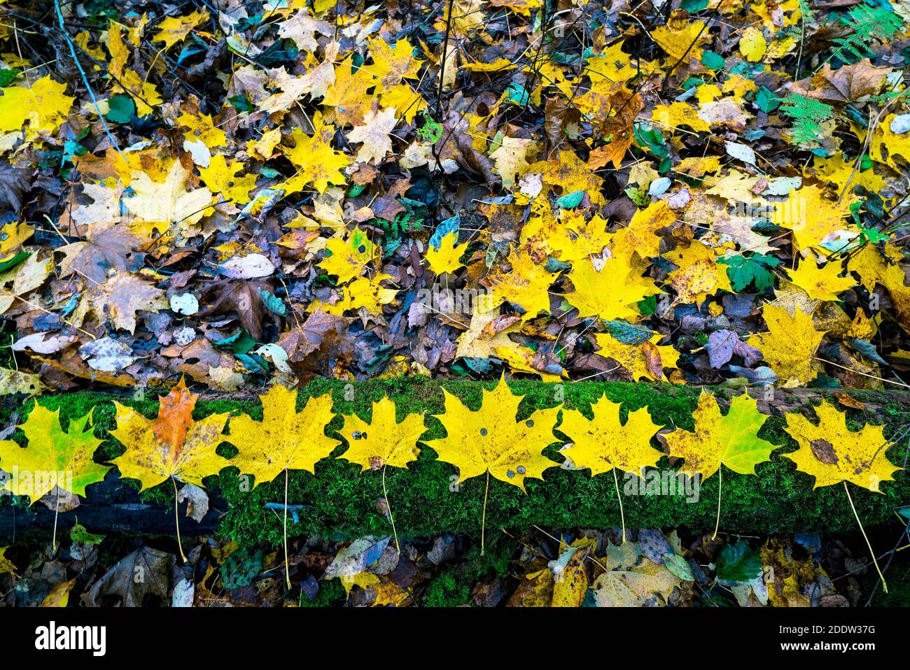 Yellow maple leaves lie on a log in the forest Stock Photo