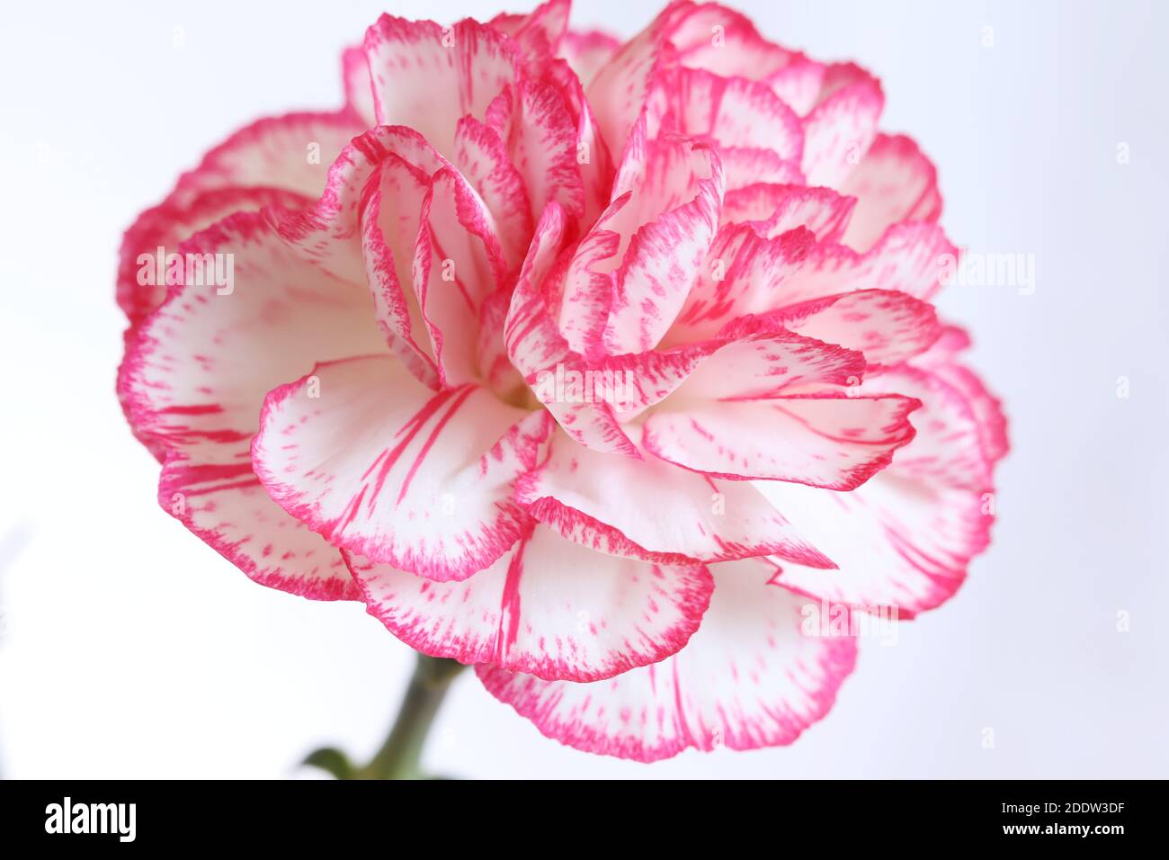 Dianthus Caryophyllus (Carnation) Stock Photo